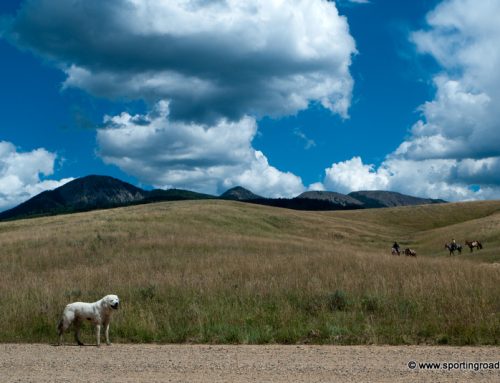 Navajo Sheep