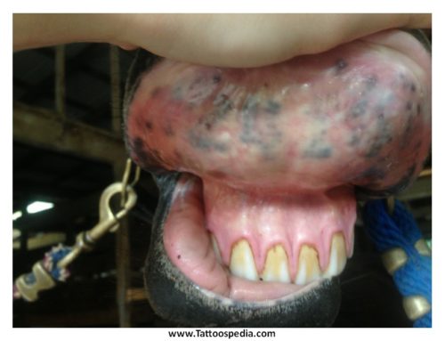 Know Your Horse’s Vitals