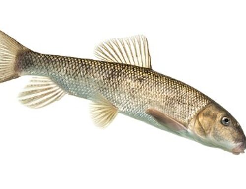 The Adams Dry Fly and Suckers