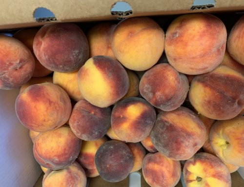 Colorado Peach Season