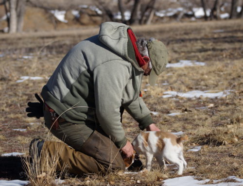 Bird Dog Training for 25 Years with Gary Ruppel