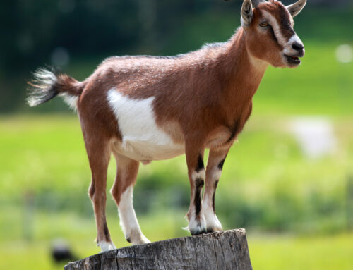 Getting Started with Goats