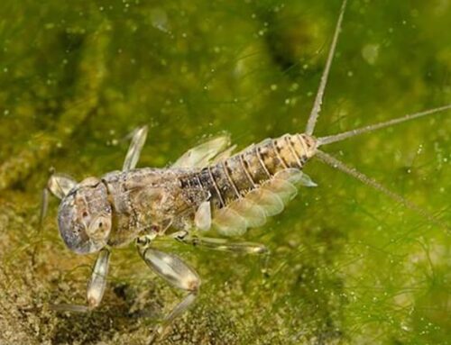 Decline of Insect Life in Trout Streams is a Serious Problem