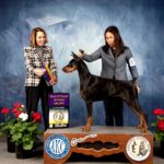 The Sport of Purebred Dogs