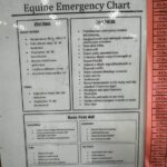 Equine First Aid