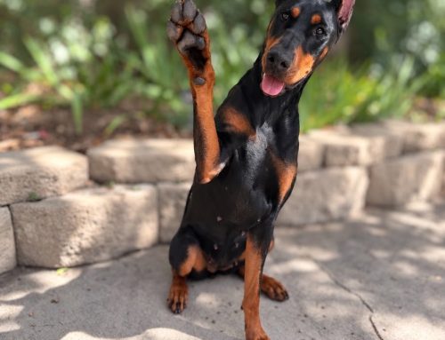 Doberman Working Aptitude Evaluation (WAE)