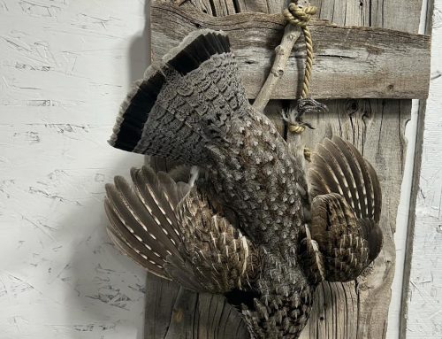 Grouse Taxidermy