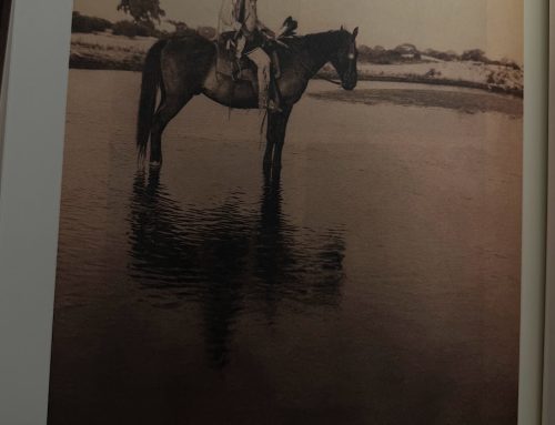 Horses of the American West