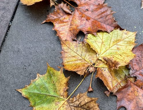 Cares Drop Off Like Autumn Leaves