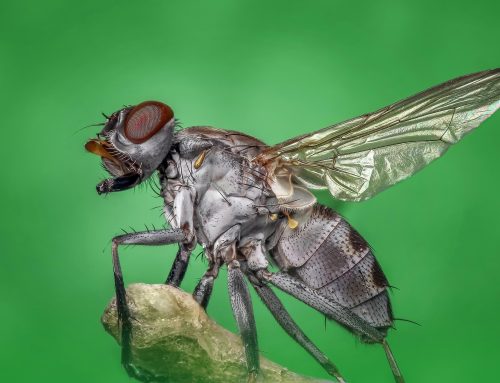 DIY Fly Spray for Your Horse